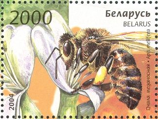 European Honey Bee (Apis mellifera)