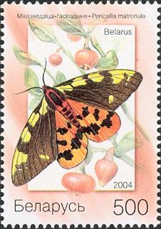 Matron (Pericallia matronula)