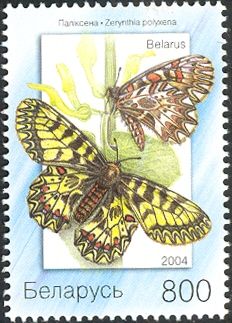 Southern Festoon (Zerynthia polyxena)