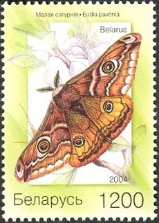Emperor Moth (Eudia pavonia)