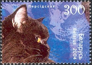 Persian Black (Felis silvestris catus)