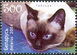 Siamese Cat (Felis silvestris catus)
