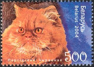 Persian Red (Felis silvestris catus)