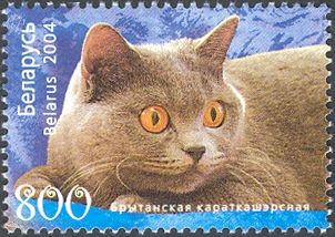 British Shorthair (Felis silvestris catus)