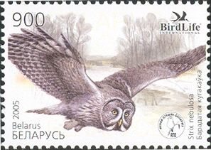 Great Grey Owl (Strix nebulosa)