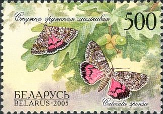 Dark Crimson Underwing (Catocala sponsa)