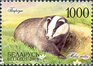 European Badger (Meles meles)
