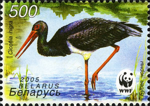 Black Stork (Ciconia nigra), Wading