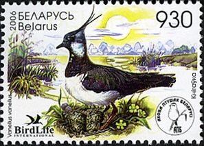 Northern Lapwing (Vanellus vanellus)