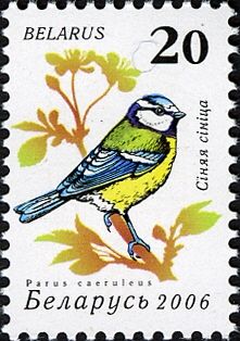 Blue Tit (Parus caeruleus)