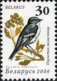 European Pied Flycatcher (Ficedula hypoleuca)