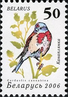 Common Linnet (Carduelis cannabina)