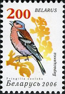 Common Chaffinch (Fringilla coelebs)