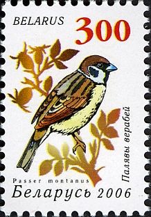 Eurasian Tree Sparrow (Passer montanus)
