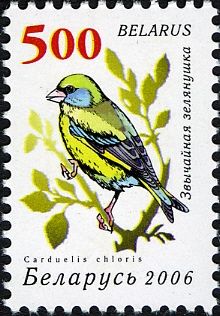 European Greenfinch (Carduelis chloris)