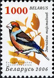 Hawfinch (Coccothraustes coccothraustes)