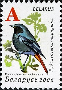 Black Redstart (Phoenicurus ochruros)