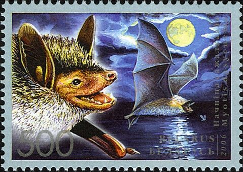 Pond Myotis (Myotis dasycneme)