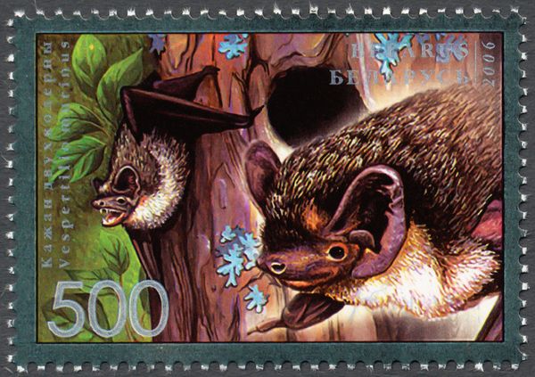 Eurasian Particolored Bat (Vespertilio murinus)