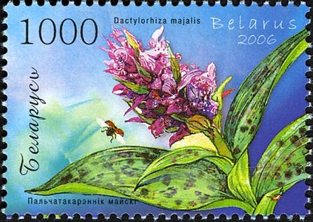 Marsh Orchid (Dactylorhiza majalis)