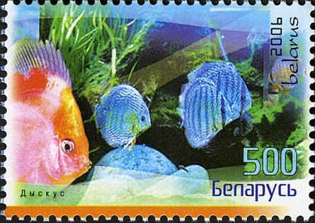 Red Discus (Symphysodon aequifasciatus)