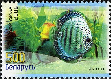 Green Striped Discus (Symphysodon aequifasciatus)