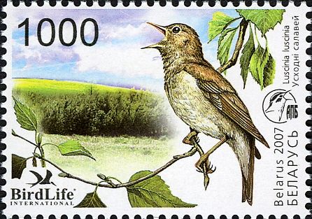 Thrush Nightingale (Luscinia luscinia)