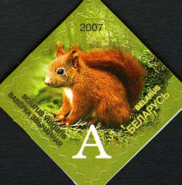Eurasian Red Squirrel (Sciurus vulgaris)