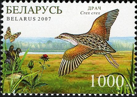 Corncrake (Crex crex)