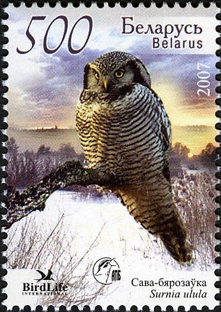 Northern Hawk-Owl (Surnia ulula)