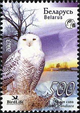 Snowy Owl (Nyctea scandiaca)