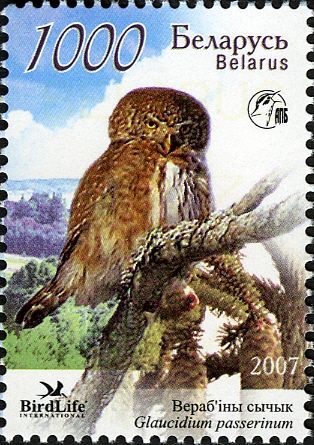 Eurasian Pygmy-Owl (Glaucidium passerinum)