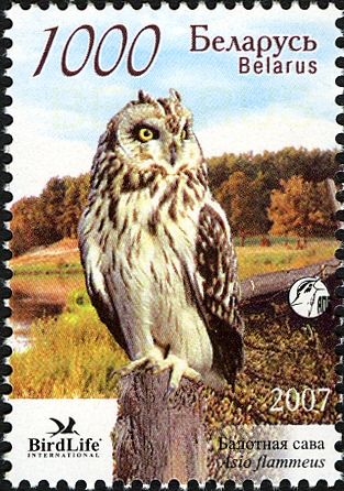 Short-eared Owl (Asio flammeus)