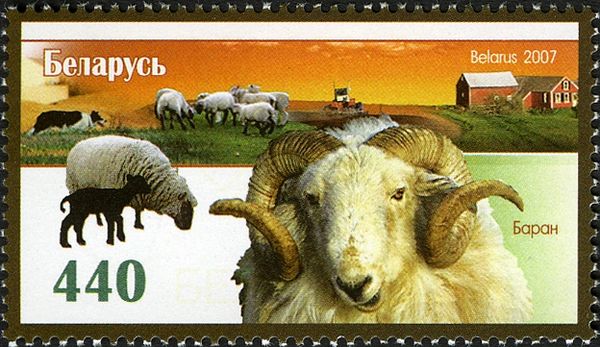 Ram (Ovis ammon aries)