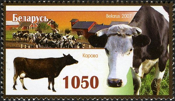Cow (Bos primigenius taurus)