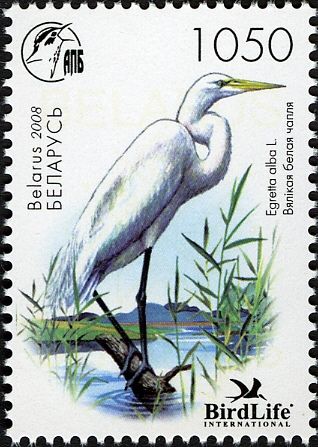 Great Egret (Egretta alba)
