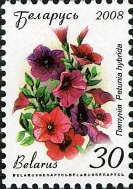 Petunia (Petunia hybrida)