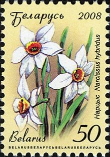 Narcissus (Narcissus hybridus)