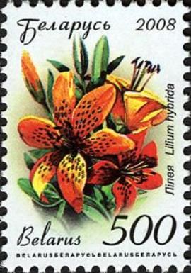 Lily (Lilium hybrida)