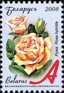 Rose (Rosa hybrida)