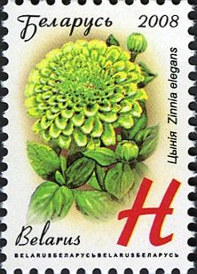 Zinnia (Zinnia elegans)