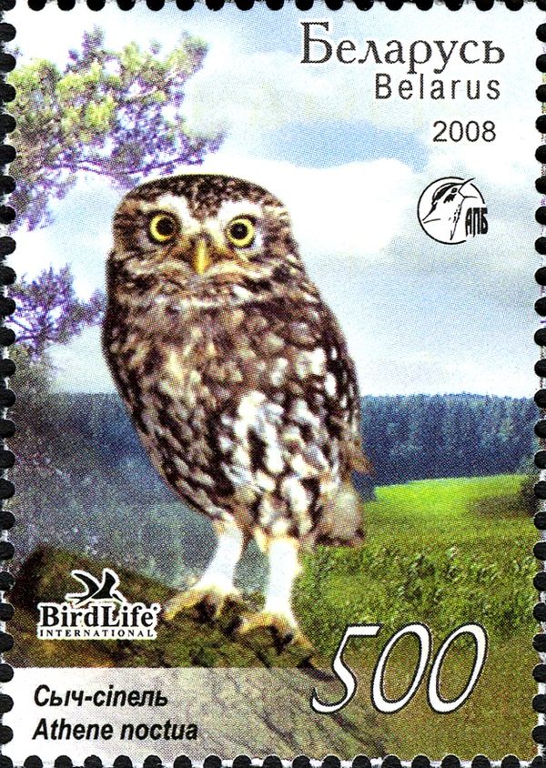 Little Owl (Athene noctua)