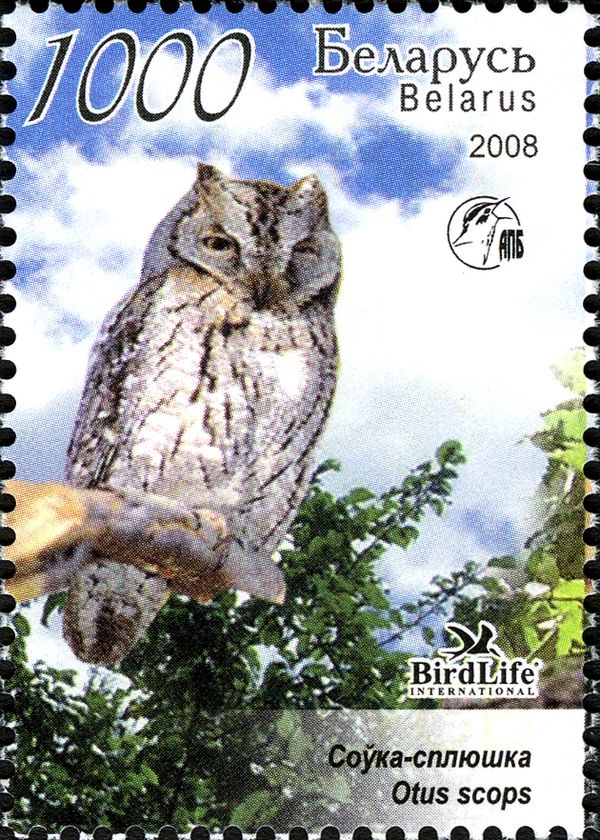 Eurasian Scops Owl (Otus scops)