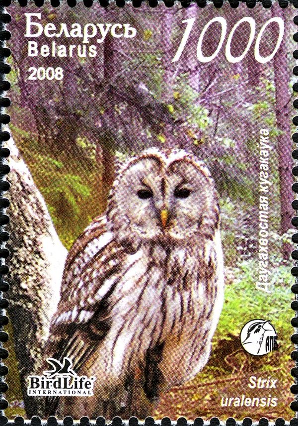 Ural Owl (Strix uralensis)