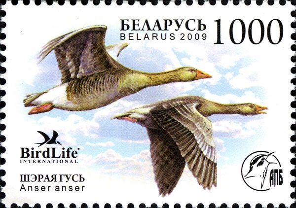 Greylag Goose (Anser anser)