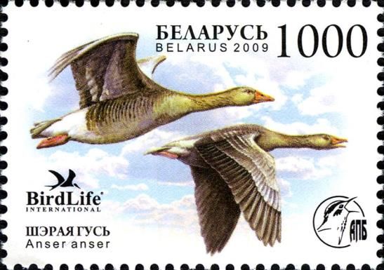 Greylag Goose (Anser anser)