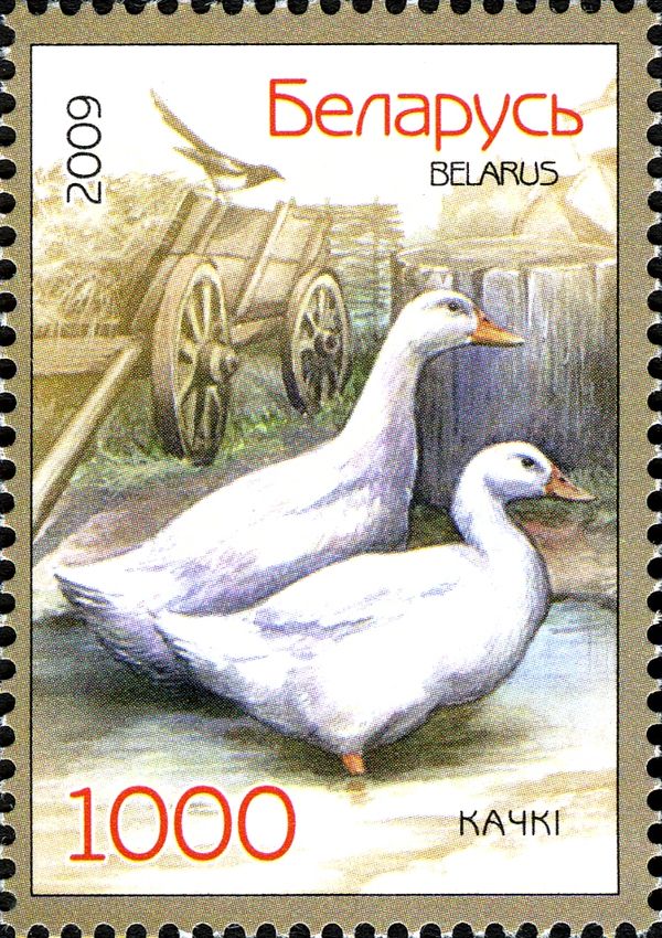 Domestic Duck (Anas platyrhynchos domestica)