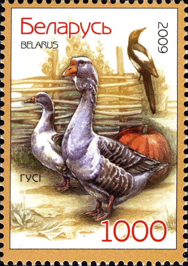 Domestic Goose (Anser anser domestica)