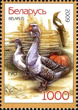 Domestic Goose (Anser anser domestica)
