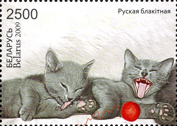 Russian Blue (Felis silvestris catus), Two Kittens